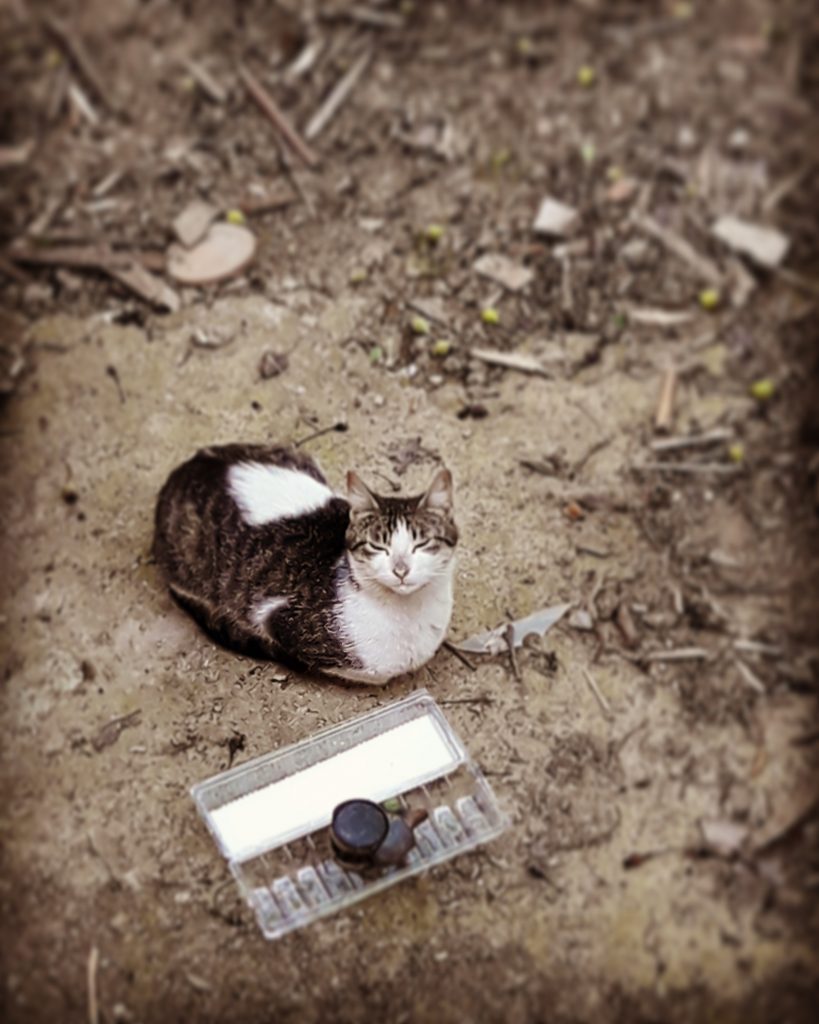 kedi